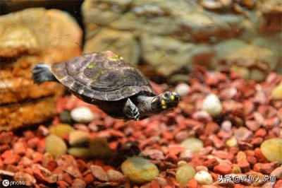 什么东西专门吃鱼的粪便(真正吃鱼屎的是什么)