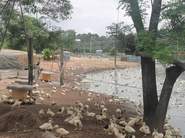 小鸭子的日常生活（小鸭子的日常管理）(1)