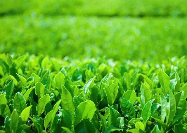 绿茶的种类有哪四种（绿茶的8大品种有哪些）(2)