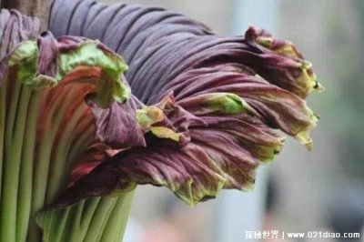 ​鬼吹灯尸香魔芋花真的存在吗，真实存在(7年才开一次花)
