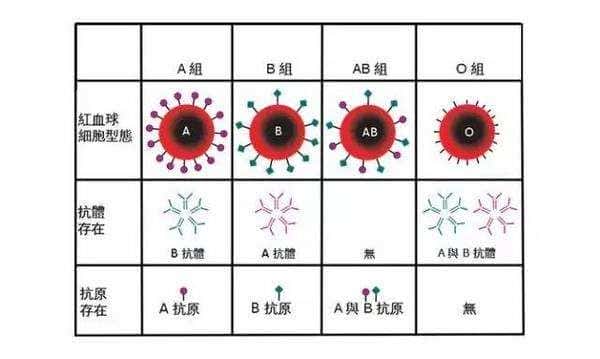 我国哪种血型的人最多-（中国什么血型的人最多）