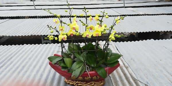蝴蝶兰冬天怎么养才会开花（蝴蝶兰冬天怎么养护）