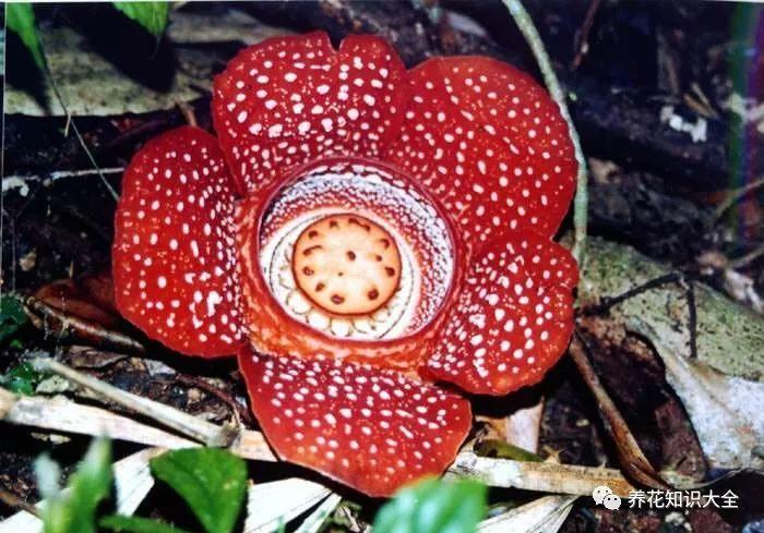 已经灭绝的远古花(传说中有灵性的花)