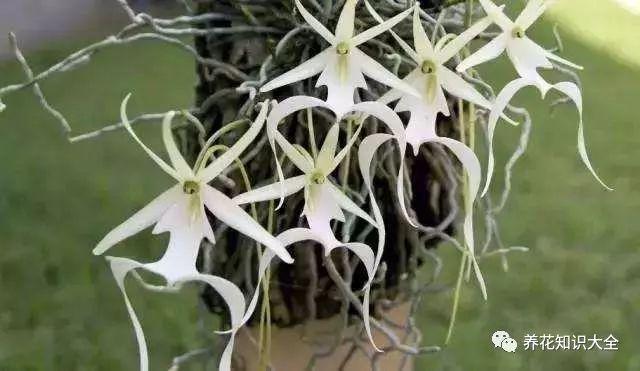 已经灭绝的远古花(传说中有灵性的花)