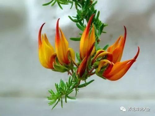 已经灭绝的远古花(传说中有灵性的花)