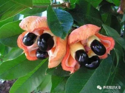 ​已经灭绝的远古花(传说中有灵性的花)