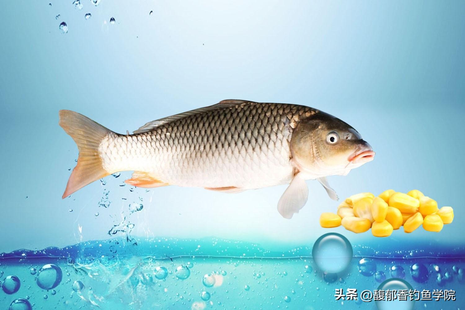 用玉米粒可以钓什么鱼(玉米钓什么鱼比较好)