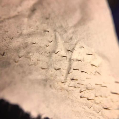 十宗罪中的芝麻女孩和玉米男孩,十宗罪恐怖的照片