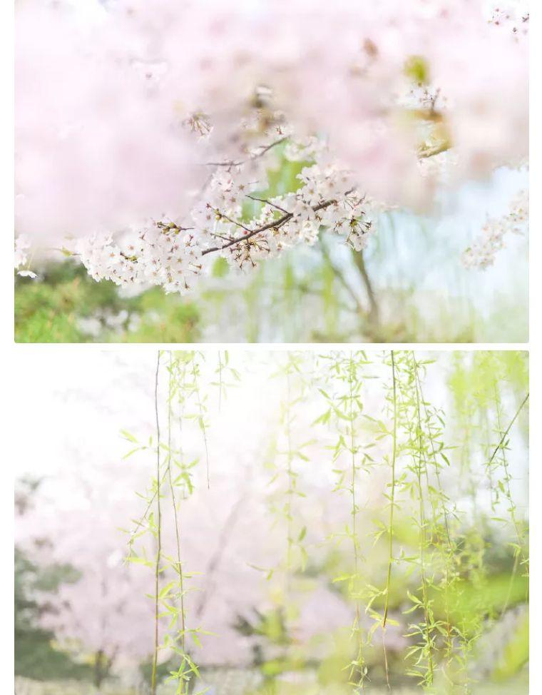 江畔独步寻花古诗中自在是什么意思（自在娇莺恰恰啼的意思）