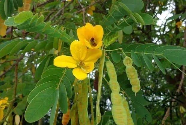 植物会休息吗（植物的睡眠）