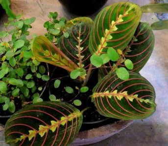 ​植物会休息吗（植物的睡眠）