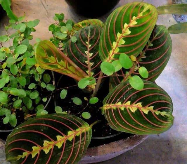 植物会休息吗（植物的睡眠）