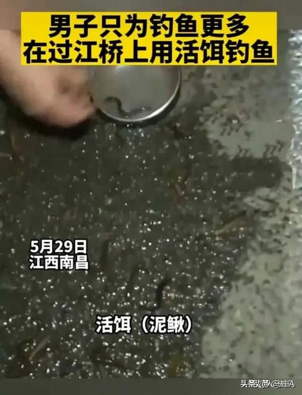 用活泥鳅钓鱼违法吗（用泥鳅钓鱼犯法吗）