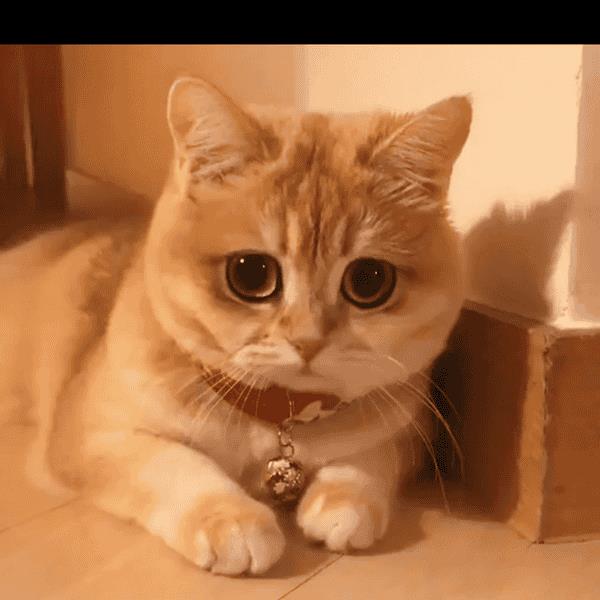 猫什么水不能喝（猫可以喝的水）