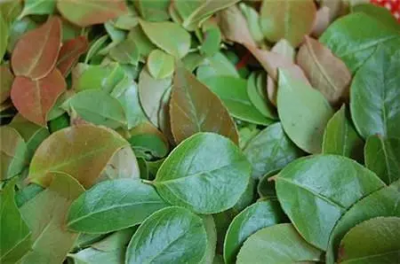 ​乌饭叶是什么树叫什么？乌饭叶是什么植物？