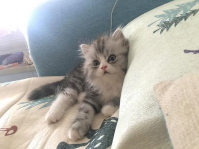 ​花1000元买只英短猫串，被人说不值钱，网友看后说：这猫你赚大了