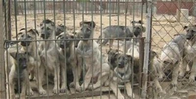 ​照顾好狼青幼犬需要注意些什么，如何饲养喂食！