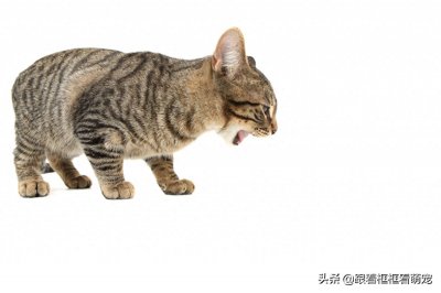 ​猫咪吐未消化的猫粮，有可能是这几种情况造成的，你都注意了吗？