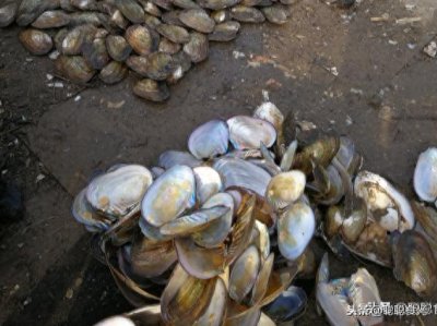 ​秋天河蚌最肥美，制作时只要掌握这种方法，不硬不老，味道鲜美