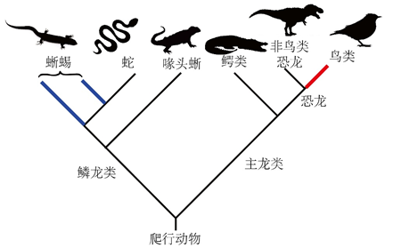 图3。 匍匐径物衍化闭系简图