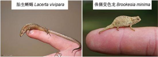 图9。 小型蜥蜴。（左）胎生蜥蜴（根源https：//janosiki.flog.pl/）；（右）矮子变色龙（根源：http://www.chameleoncaremanual.com）
