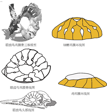 图8。 巩膜骨形态闭于比。闭于比瞅来眼齿鸟的巩膜骨与绿蜥巩膜骨形状相像，而与鸡巩膜骨极为不共。