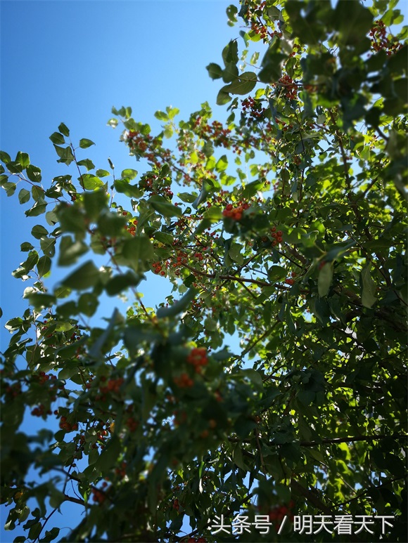 春天开白色的小花，秋天挂满红色的小果，你认识这是什么树吗？