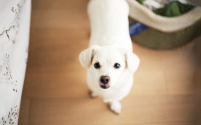 ​李菲儿男友大集合 李菲儿现任男朋友