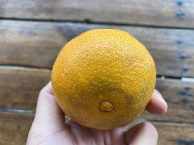 ​人气水果爱媛橙是来自什么地方（爱媛果冻橙简介）