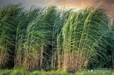 ​甘蔗怎么种 ？种植技巧，以及作用