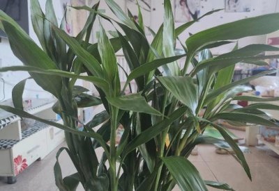 ​富贵竹怎么种植？用这种“方法”，不烂根不黄叶，养一辈子都没问题