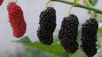​桑葚的功效和作用大全（每日一味抗癌中药——桑椹，药食两用，功效滋阴补血、