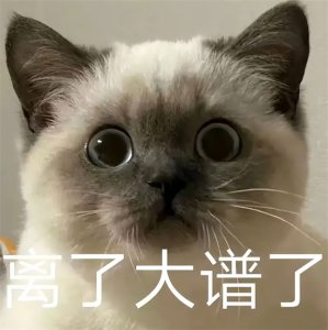 ​如何给猫洗澡？猫洗澡的正确方法，网友直呼：眼睛学“废”了