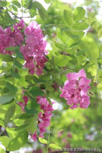 ​槐花什么时候开是好吃（五月槐花正当时，这些里友圈里的槐花好看，还好吃）