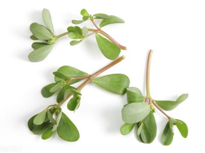 ​马齿苋是什么 药食两用中药及其药膳（3）介绍——马齿苋