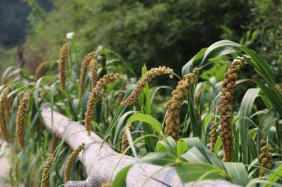 ​怎样辨别黑小米的真假 ，你学会了吗？