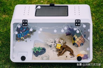 ​寄居蟹怎么养呢（寄居蟹怎么养，掌握这5个饲养要求，养好了能活20年以上）