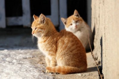 ​猫身上跳蚤会不会爬到人身上 流浪猫狗确实可能把跳蚤传给人