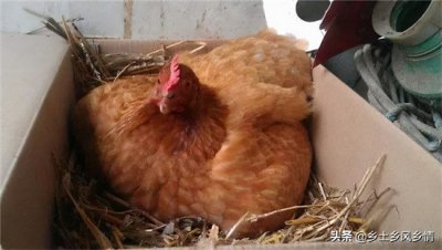 ​如何孵化小鸡？三种方法，最简单的方法只需一只电灯泡