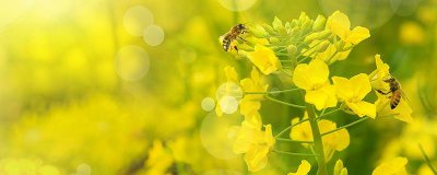 ​蜜蜂喜欢采什么花适合南方种植 蜜蜂喜欢采什么花适合南方种植呢