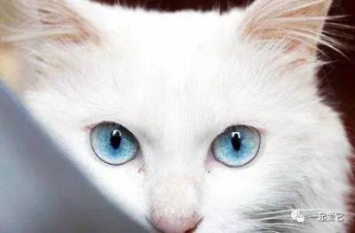 ​猫咪眼屎多是怎么回事？