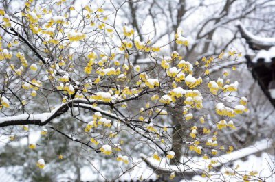 ​我想听(冬天，我想听雪落下的声音)