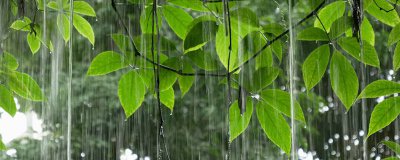 ​黄梅时节家家雨的下一句 黄梅时节家家雨的下一句诗句是什么