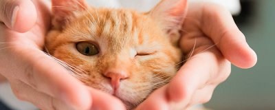 ​猫象征着什么 家里出现黑猫象征着什么