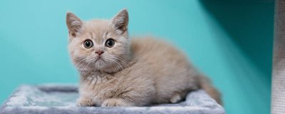 ​猫下崽前有什么反应 猫下崽前的症状