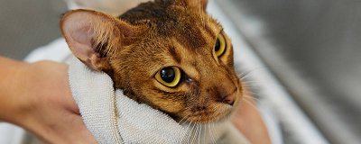 ​猫咪能吃柿子吗 猫咪能吃柿子吗会中毒吗视频