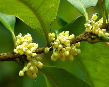 ​关于桂花传说神话的名字 关于桂花的传说有哪些