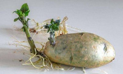 ​土豆发芽怎样处理能吃 土豆发芽怎样处理好
