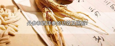 ​丹参跟西洋参的区别 丹参和西洋参有什么区别?