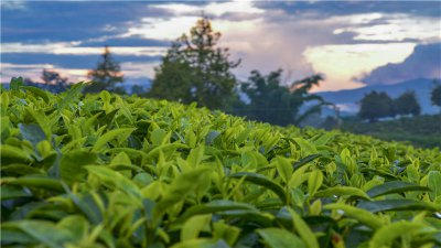 ​普洱茶冰岛是生茶还是熟茶吗 有冰岛熟茶吗大概多少一饼